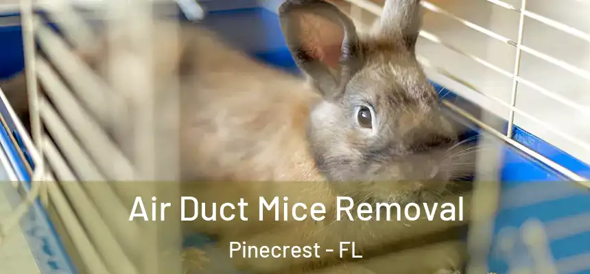 Air Duct Mice Removal Pinecrest - FL